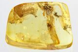 Detailed Fossil Spider and Ant In Baltic Amber #307242-1